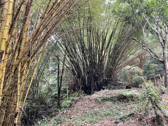 Riesige Bambushaine auf dem Weg