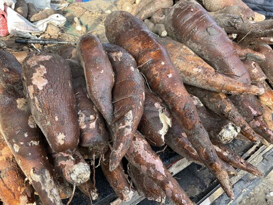 Yucca - oder Manjok, eine Wurzelpflanze, ähnlich der Kartoffel