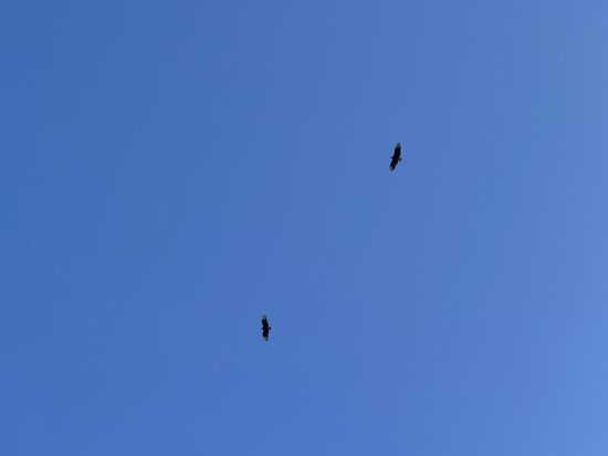 Hoch über den höchsten Hochhäusern schweben die schwarzen Vögel. Ob es Geier sind?