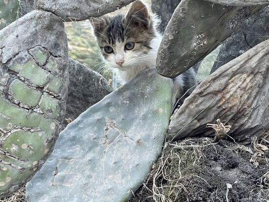 Das kleine Kätzchen in den Kakteen ist weniger heikel zum Fotografieren