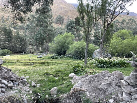 überall wachsen die wunderschönen Callas.