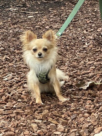 Mit diesem kleinen Freund grüsse ich London, den Begleiter meiner Freundin Judith