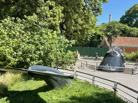 Der riesige Potwal taucht aus einer kleinen Pfütze auf dem Platz auf.