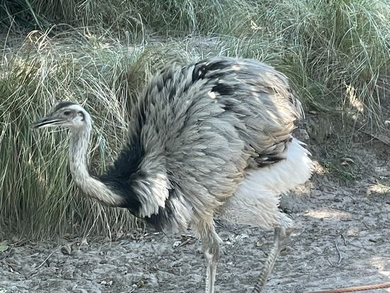 Emu
