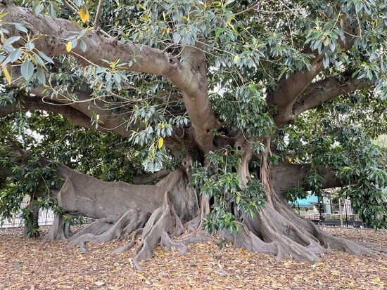 El Gomero de la Recoleta - der Gummibaum von Recoleta