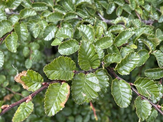 Lenta heisst der weit verbreitete Baum in der lokalen Sprache. Meine App bezeichnet sie als Antarktische Steinbuche.