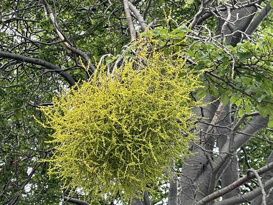 Misodendrum punctulatum, eine parasitäre Mistel, typisch in der Gegend.