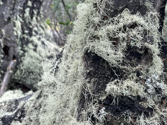 Barba del arbol - Baumbärte nennt man sie hier in der lokalen Spache.