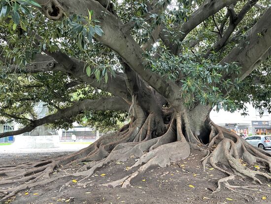 Wieder einmal einer dieser riesigen Gummibäume, von denen ich überall wieder einem begegne.