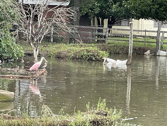 Rosalöffler am Ententeich