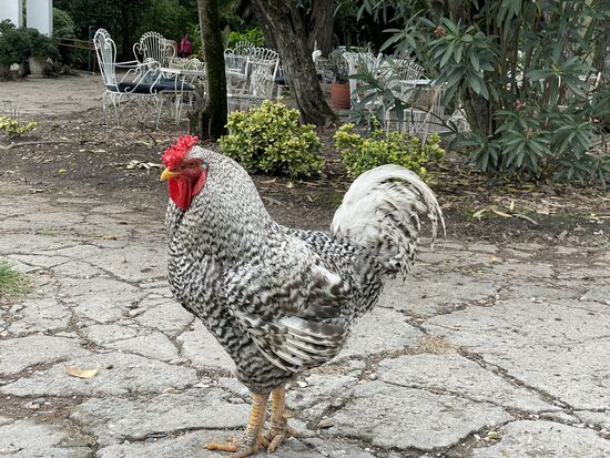 ein riesiger stolzer Hahn