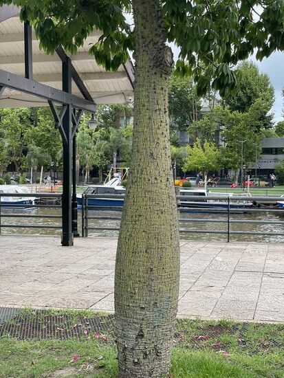 Flaschenbaum - oder El Boracho / der Betrunkene
Deutsche Bezeichnung Florettseidenbaum aus der Familie der Ciebas.