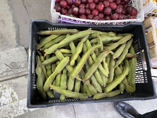 Pancay - Eiscreme des Dschungels