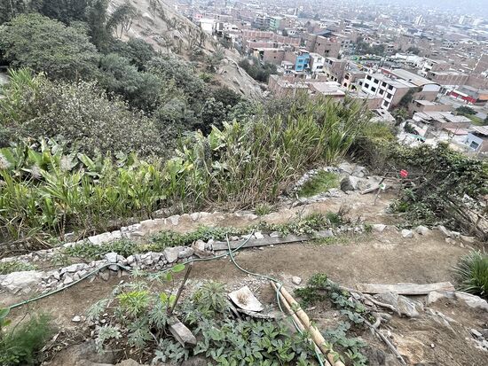 Ein kleines Stücklein grün in der Einöde der Millionenstadt