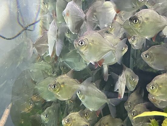 Dollarfische - weil sie so silbrig glänzen wie Geld.