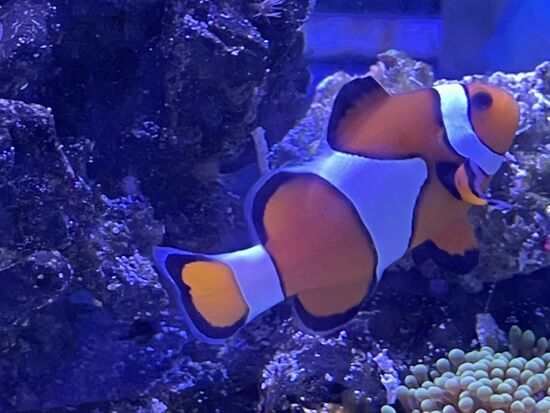 Nemo