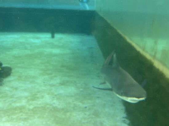 ein einsamer Hai schwimmt in seinem kleinen Becken