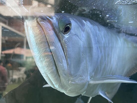 Der Bartfisch schaut nicht sehr freundlich aus.