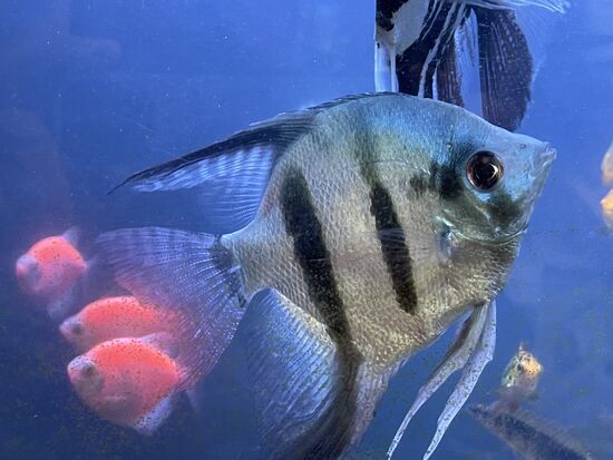 Dafür schwimmt dieser mit einem freundlichen Grinsen durch das Bassin