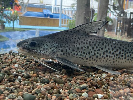 Die Doncella, ein beliebter Speisefisch