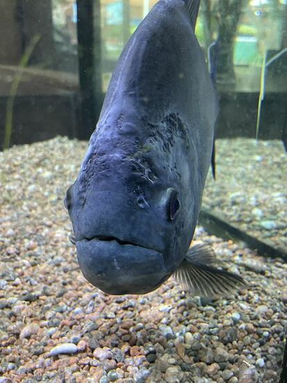 Auge in Auge mit dem schwarzen Piranha