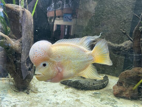 hat sich wohl irgendwo eine Beule geholt...