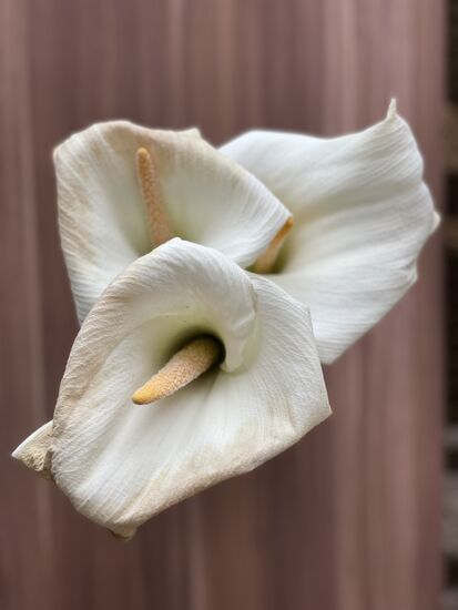 Meine Callas haben bis fast zum Schluss durchgehalten. Jetzt werden sie entsorgt.