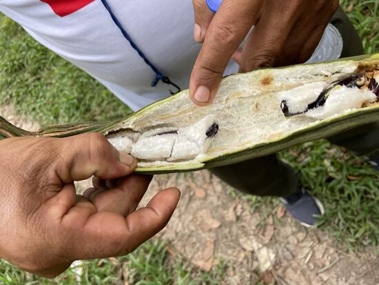 Pacay - Eiscreme des Dschungels