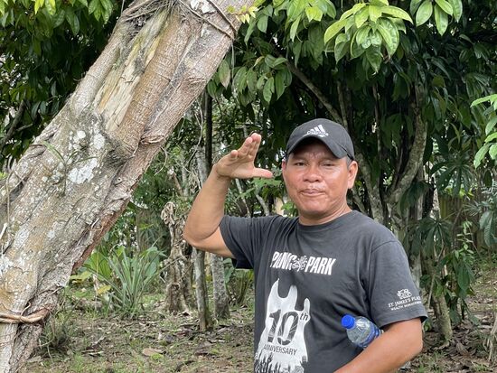 Der Baum, der unglücklich Verliebten hilft...