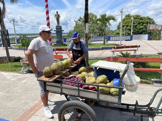 frische Kokosnüsse am Bulevard