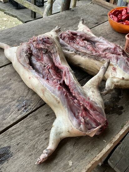 "Schwein" aus dem Dschungel...