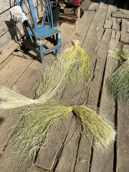 Die aufgespaltenen Blätter liegen überall zum Trocknen aus.