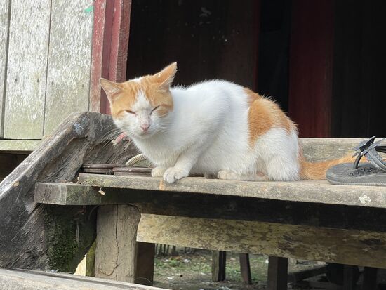 tagsüber harmlos, nachts wilde Bestien