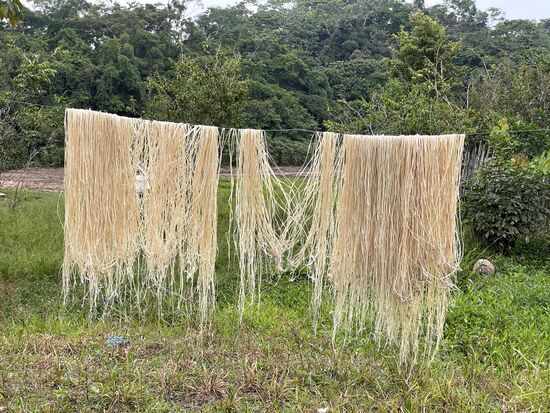 Bast aus Palmen hängt überall zum Trocknen auf.