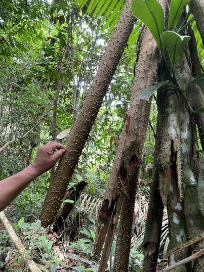 bevor man die Raffeln aus Metall hatte, hat man diese Stämme mit den Dornen zum Raffeln der Yuccas verwendet