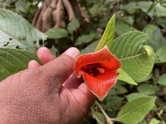 Beso del amor - Liebeskuss