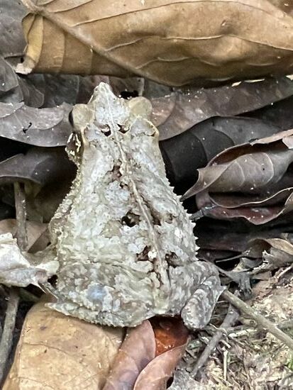 Ein Frosch wie ein verwelktes Blatt