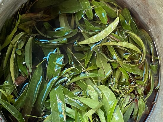 Damit wird der Bast rot gefärbt