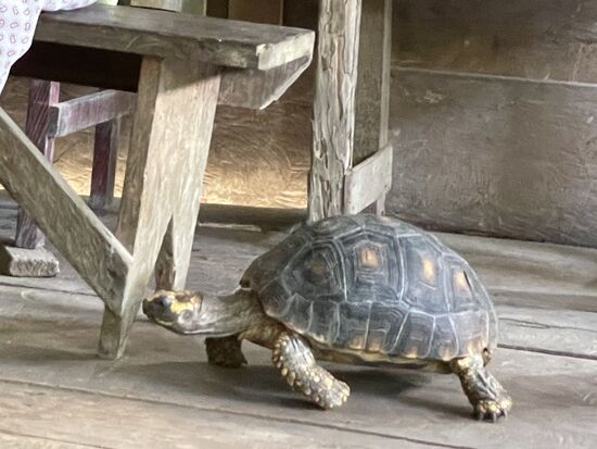 Lulu, die Schildkröte