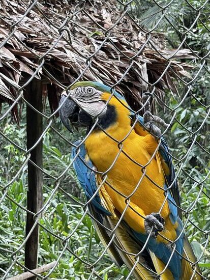 Die Papageien sind zwar hinter Gitter, aber eingesperrt sind die Menschen, die Aras sind frei.