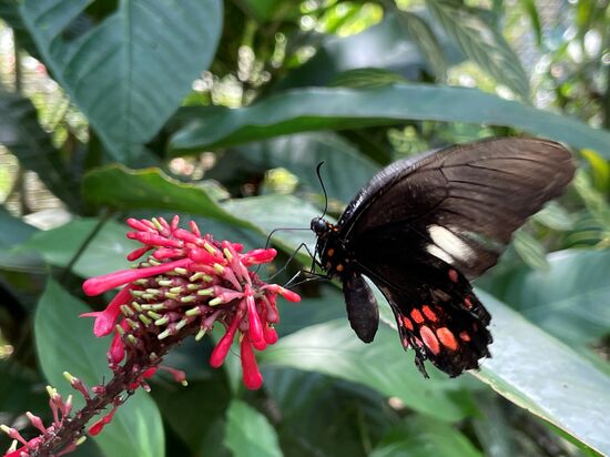 ein sehr aufgeregter Flattervogel