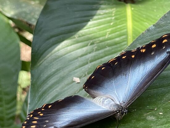 das ganze auch noch direkt in den Fokus der Kamera zu bringen, hat meine Fähigkeiten überstiegen.