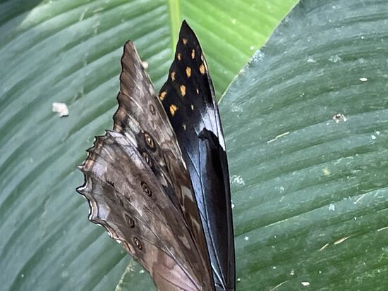 Es ist nur ein Hauch von blau