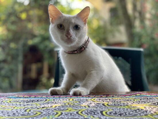 Beim Schreiben dieses Kapitels hatte ich einen Zuschauer, bin aber nicht sicher, ob der alle meine Fehler gefunden hat.