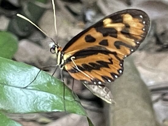 Schmetterling im Garten vom Casa Fitzcarraldo