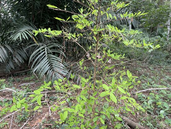 Ein einzelner Coca-Strauch. Coca ist der Ausgangspunkt zu Kokain, wird aber in Peru legal als Tee konsumiert, oder die Blätter werden gekaut, was gegen Höhenkrankheit hilft. Ausserdem dämpft er das Hugergefühl.