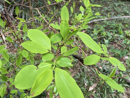 Verboten ist nur der Handel und die Ausfuhr von Cocablättern