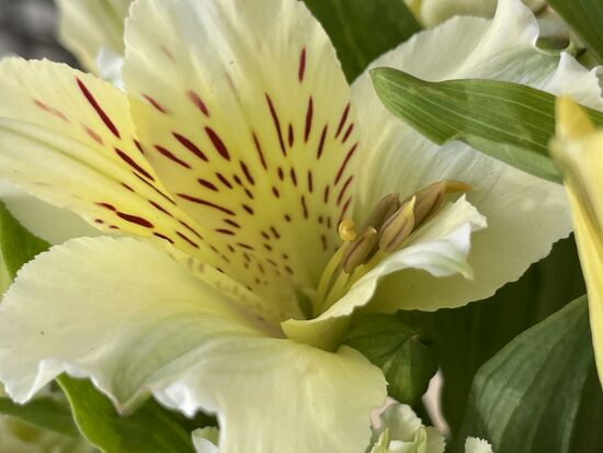 Astromelia - Inka-Lilie