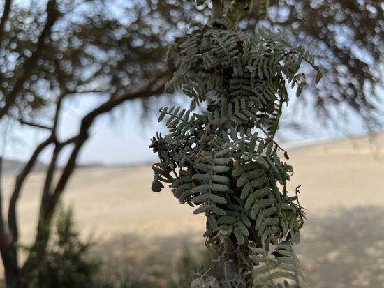 Algorrobioa - ein typischer Baum dieser Gegend... - im Winter 2020/21 war ich in Algorrobo, Spanien. Wer hätte gedacht, dass sich der Name des Ortes auf einen Baum bezieht.