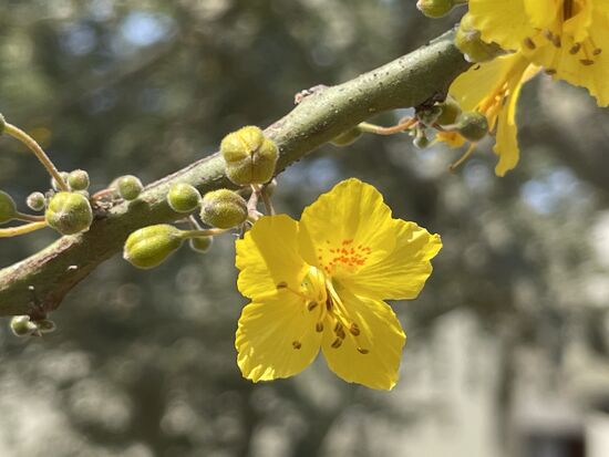 Auf dem freien Gelände erklärt mir Emilio noch ein paar Bäume und Pflanzen. Vor allem der Palo Verde, ein niedriger Baum mit wunderschönen gelben Blüten konnte ich mir merken. Seine Samen, die in einer Bohnenschote reifen, werden geröstet, gemahlen und können wie Kaffee gebraut werden.